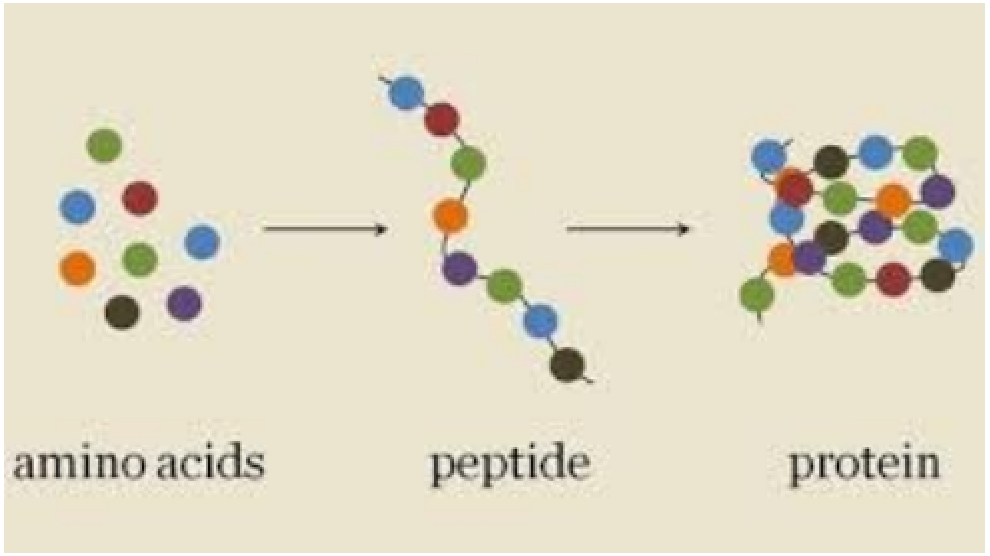 Peptides, amino acids, protein