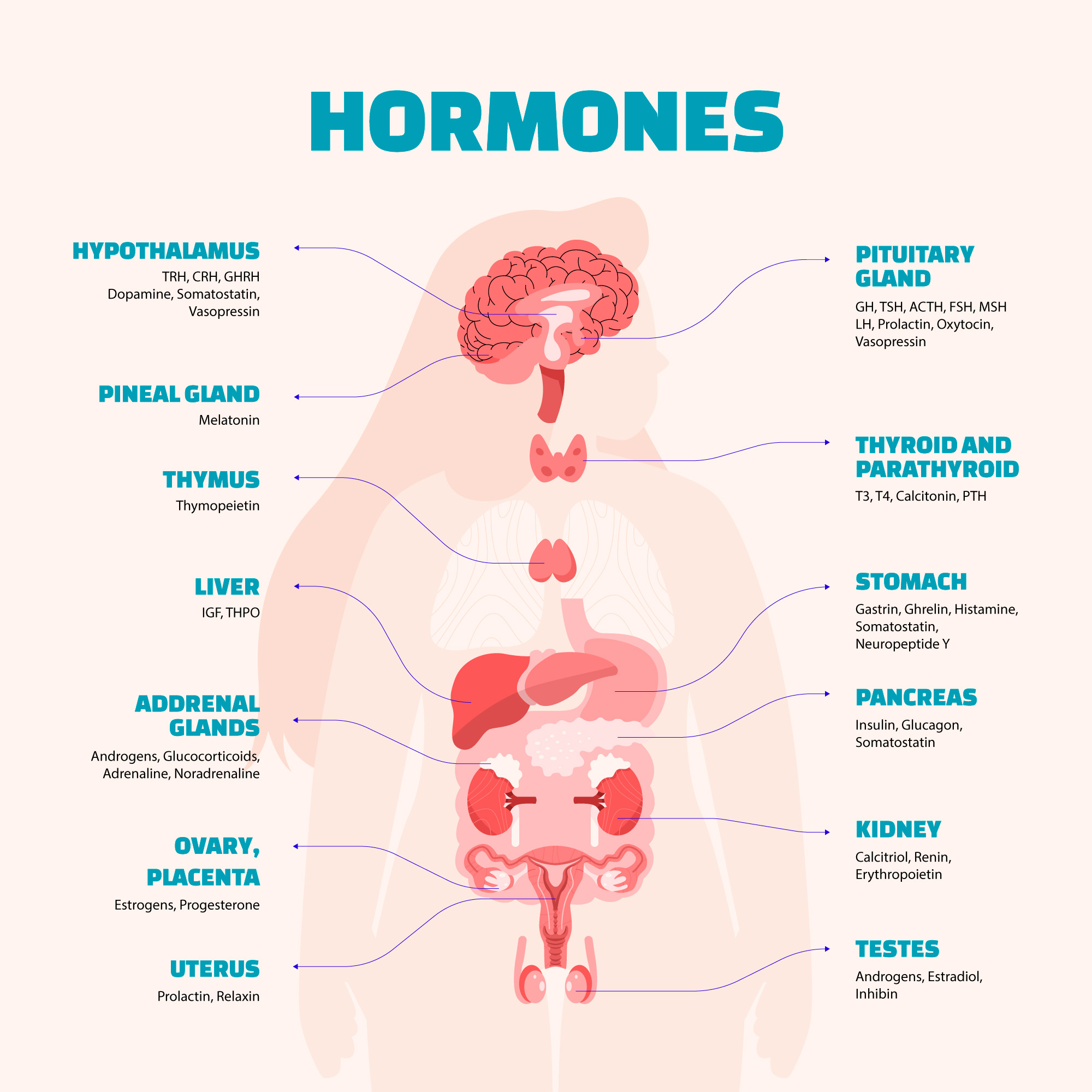 Hormone doctor